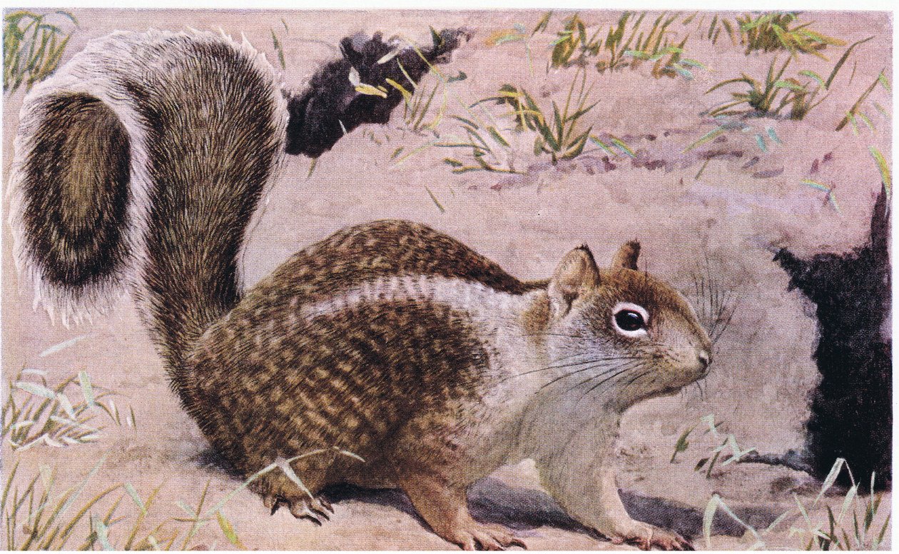 California Ground Squirrel lever under jorden og er en utmerket graver av Louis Agassiz Fuertes