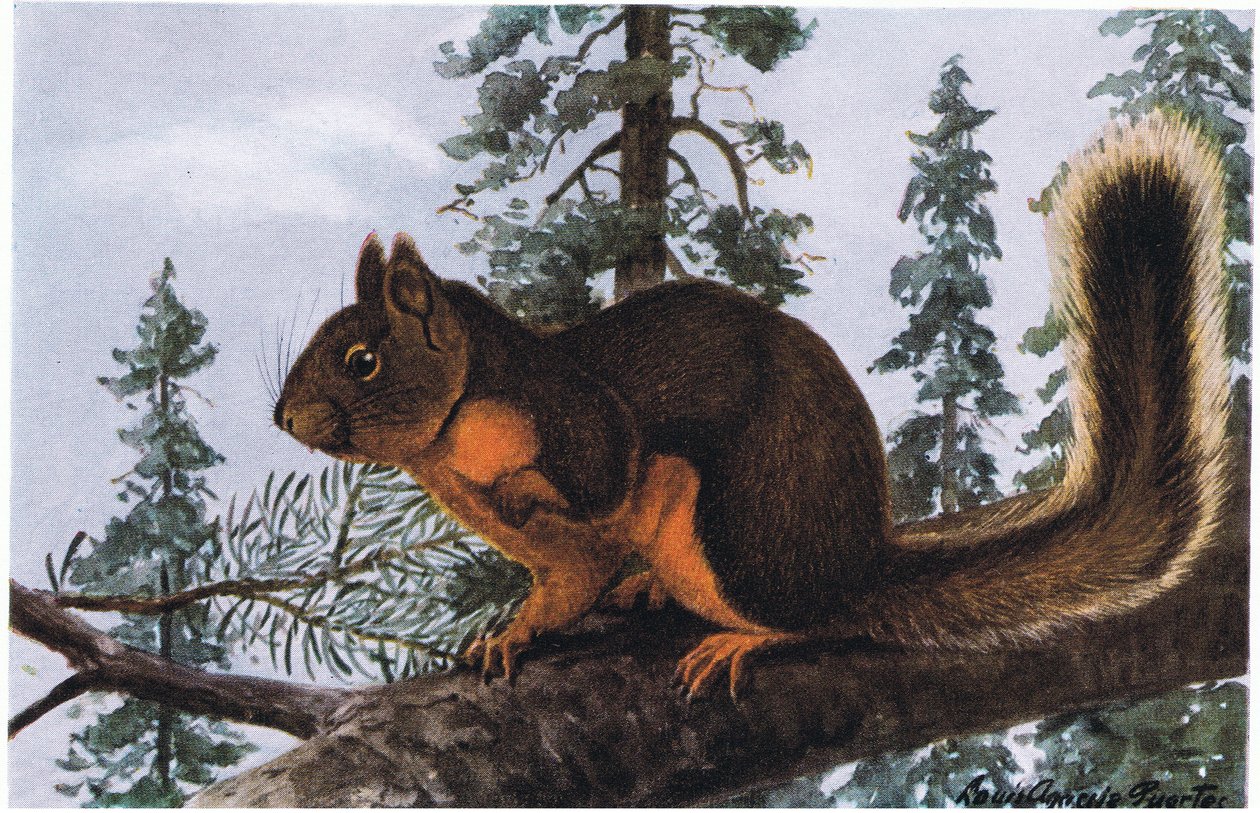 Douglas Squirrel lever blant ruvende eviggrønne planter av Louis Agassiz Fuertes
