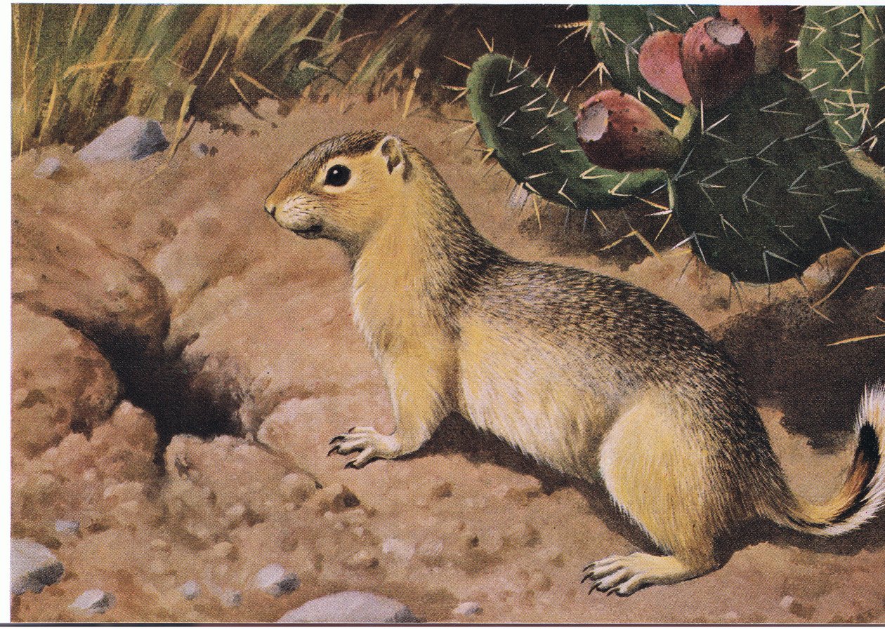 Eastern Chipmunk en tvangsmessig leverandør hvis mange skap aldri er nakne av Louis Agassiz Fuertes