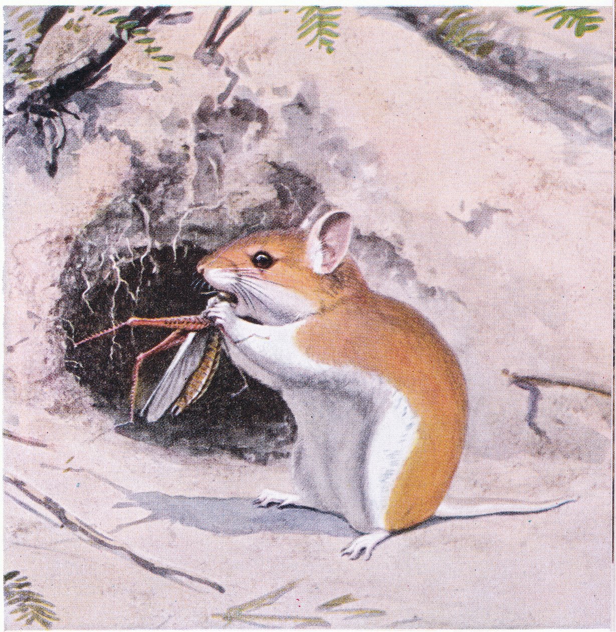 Grasshopper Mouse spiser på et insekt av Louis Agassiz Fuertes