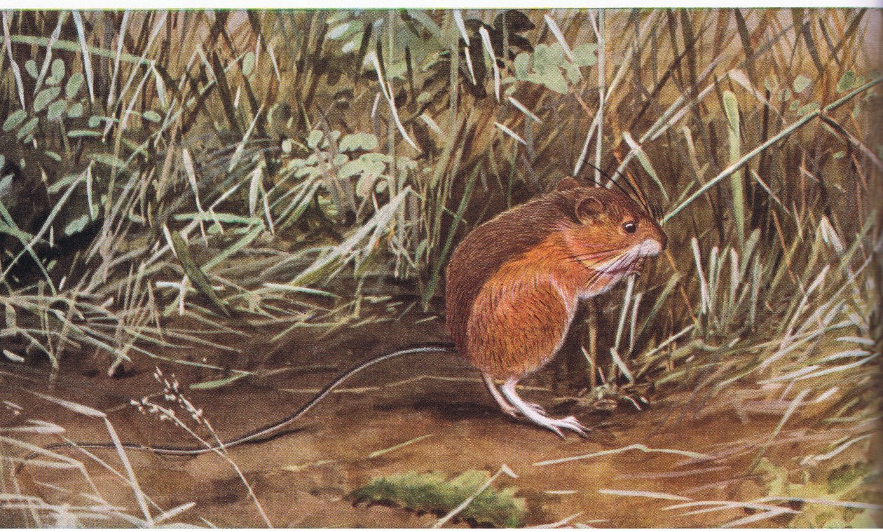 Meadow Jumping Mouse, liten mus, men kan hoppe åtte fot lang av Louis Agassiz Fuertes