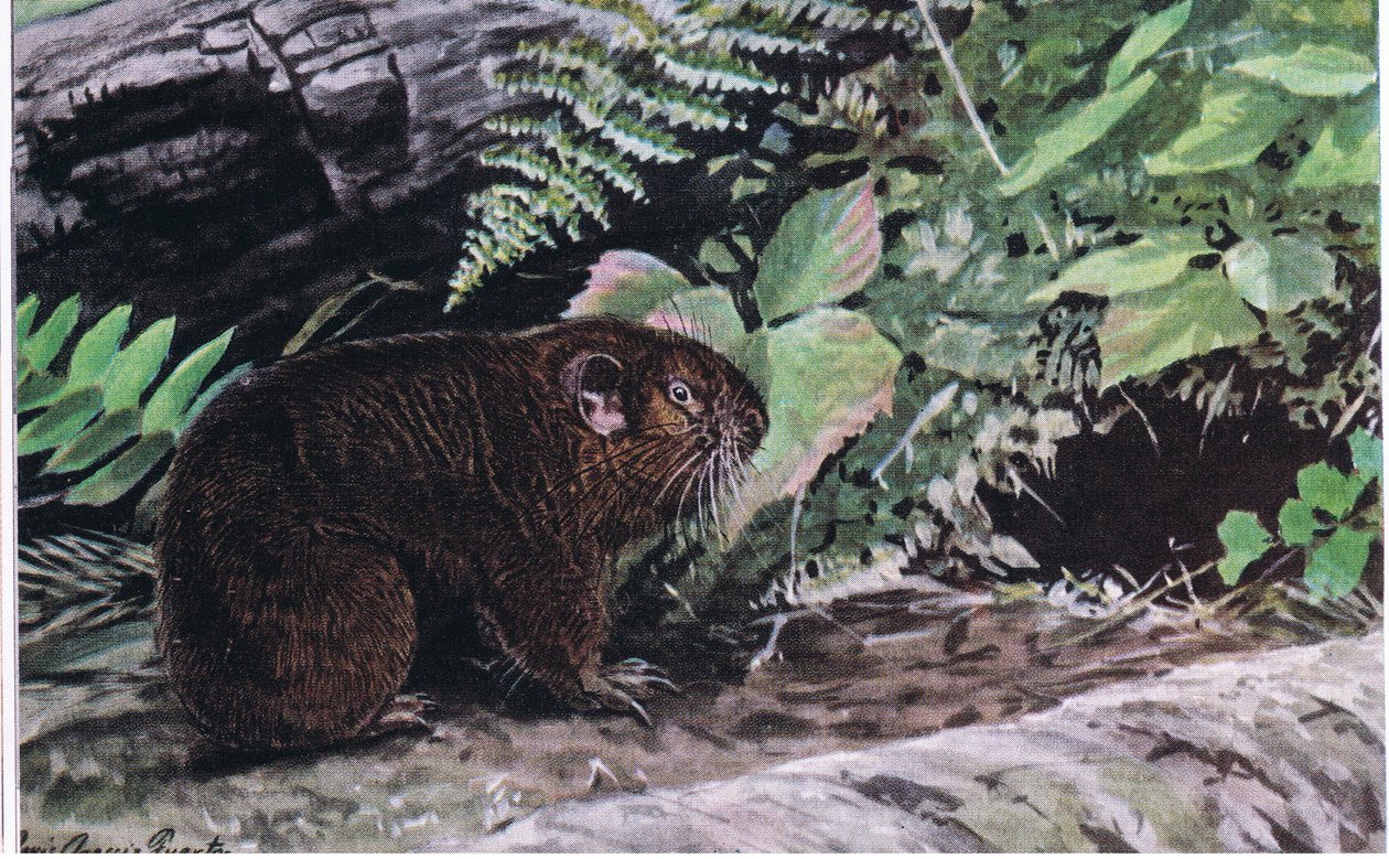 Mountain Beaver, der lange værhår leder dem gjennom mørke tunneler av Louis Agassiz Fuertes