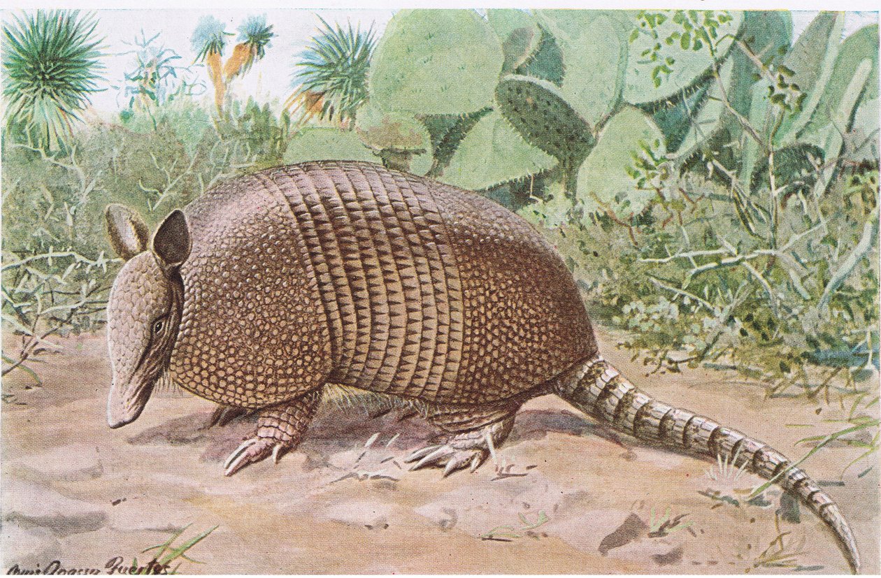 Nine Banded Armadillo, oppkalt etter de overlappende platene ved midtriffen av Louis Agassiz Fuertes