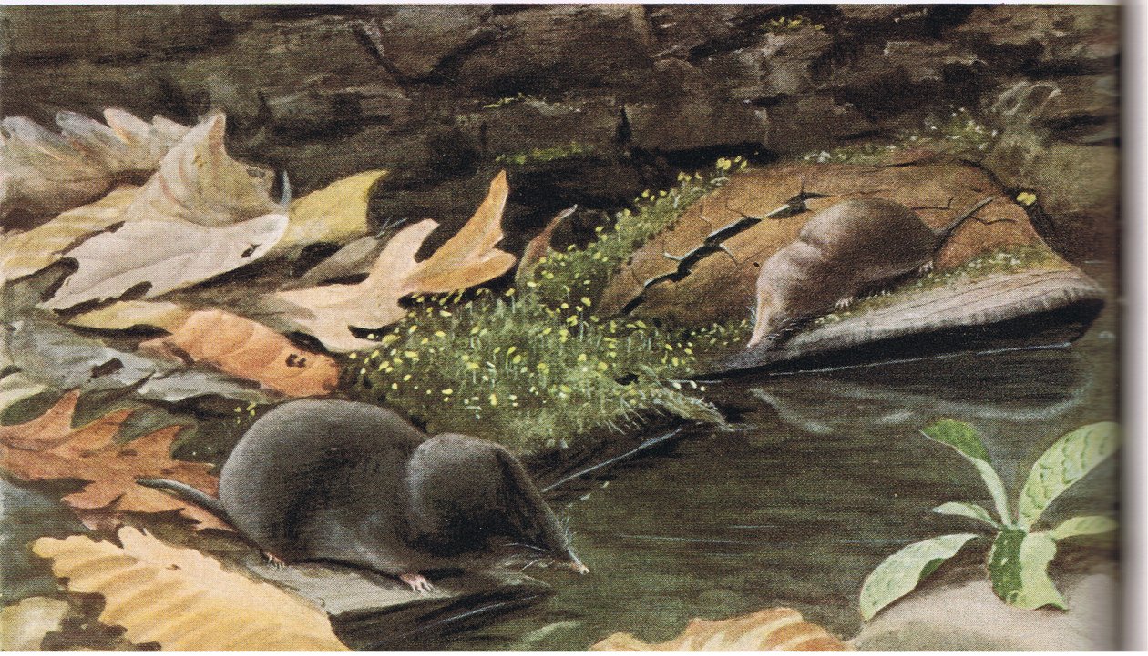 Shorttailed Shrew og Common Shrew av Louis Agassiz Fuertes