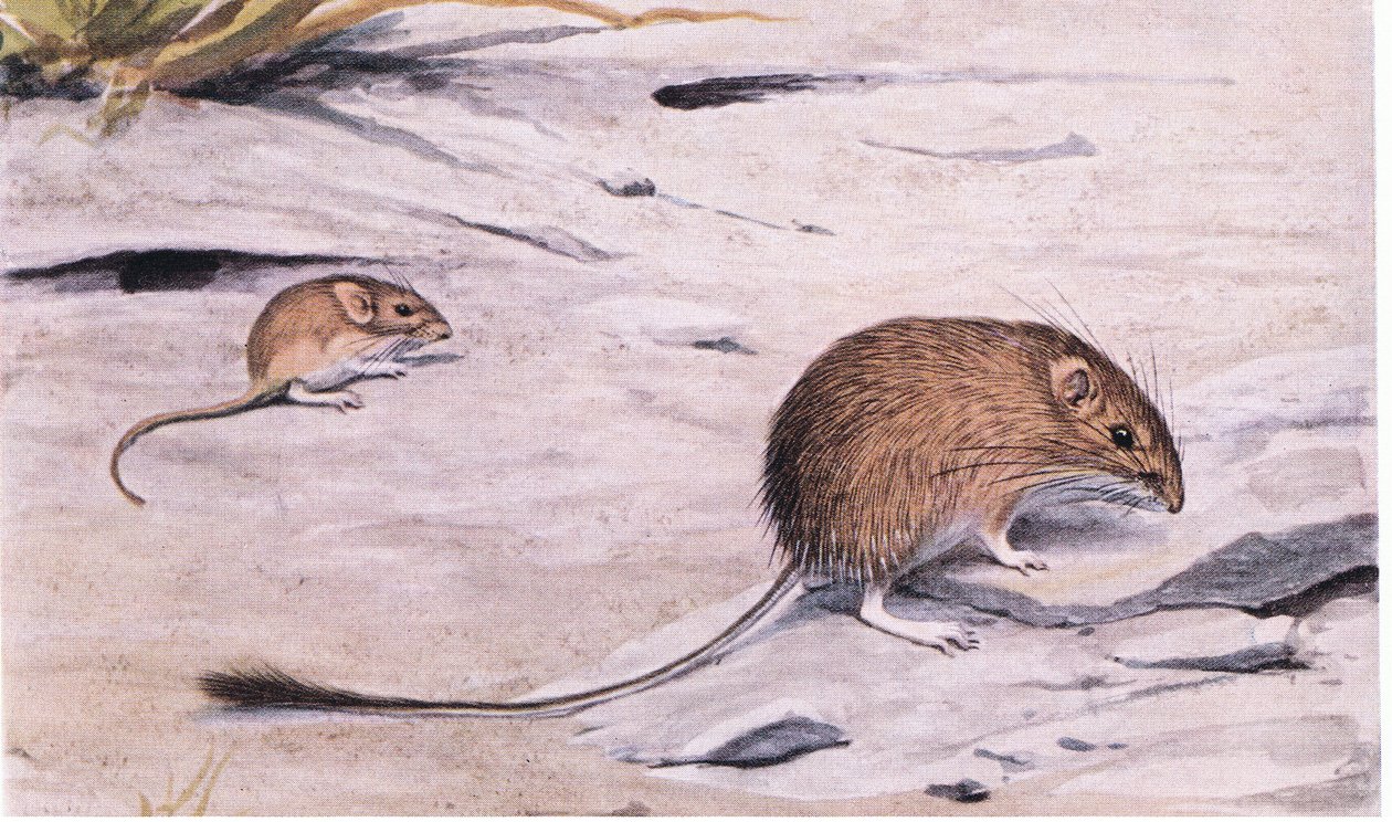 Silky Pocket Mouse speider etter frø av Louis Agassiz Fuertes