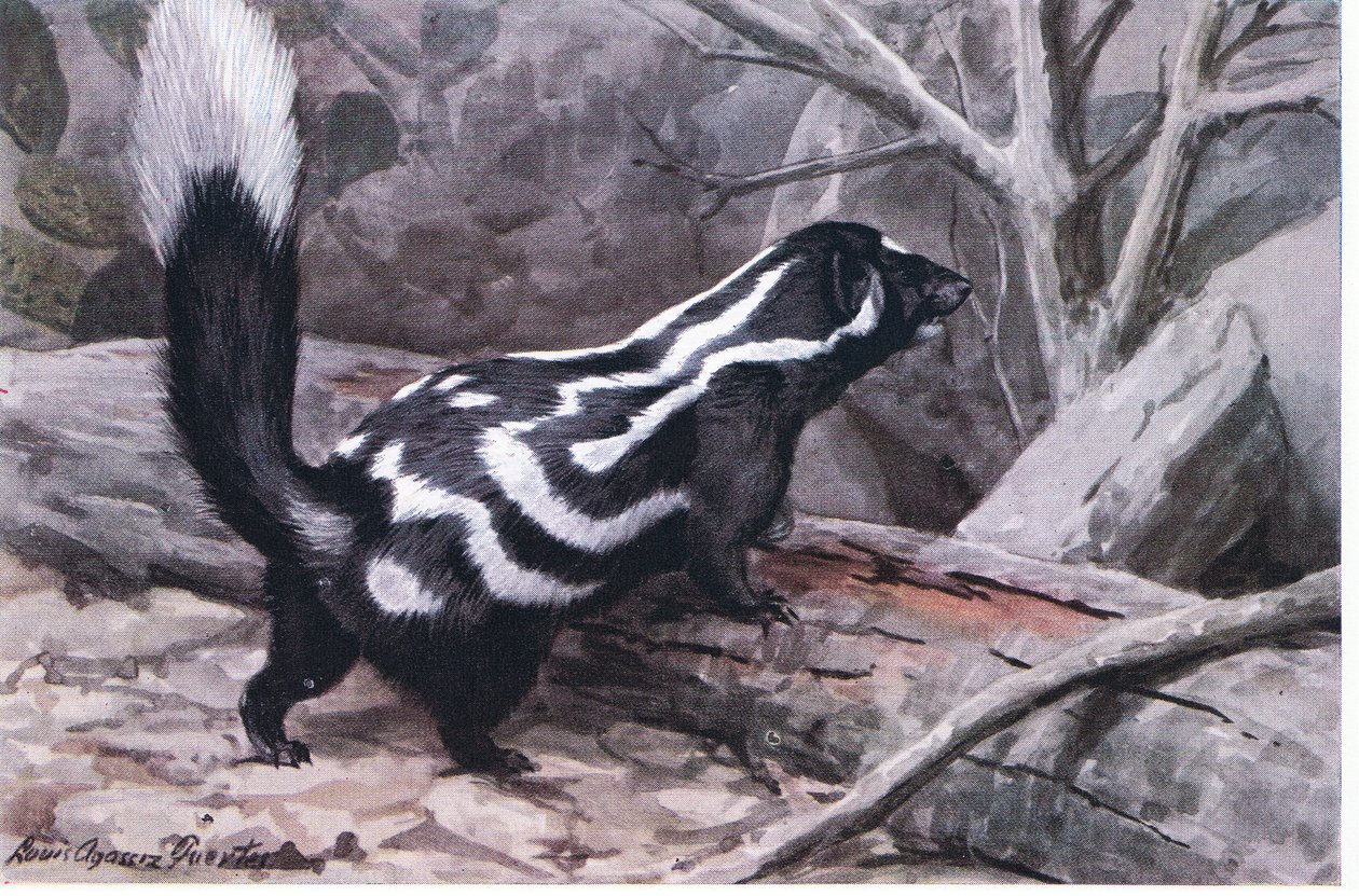 Spotted Skunk, en sporty sikksakk av flekker og striper dekorerer en blank pels. Den minste av stinkdyrene av Louis Agassiz Fuertes