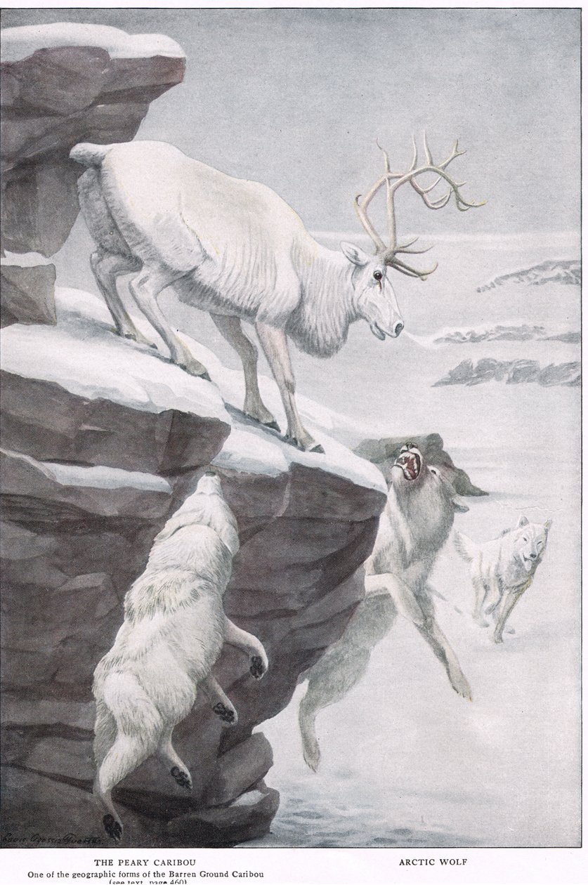 Peary Caribou av Louis Agassiz Fuertes