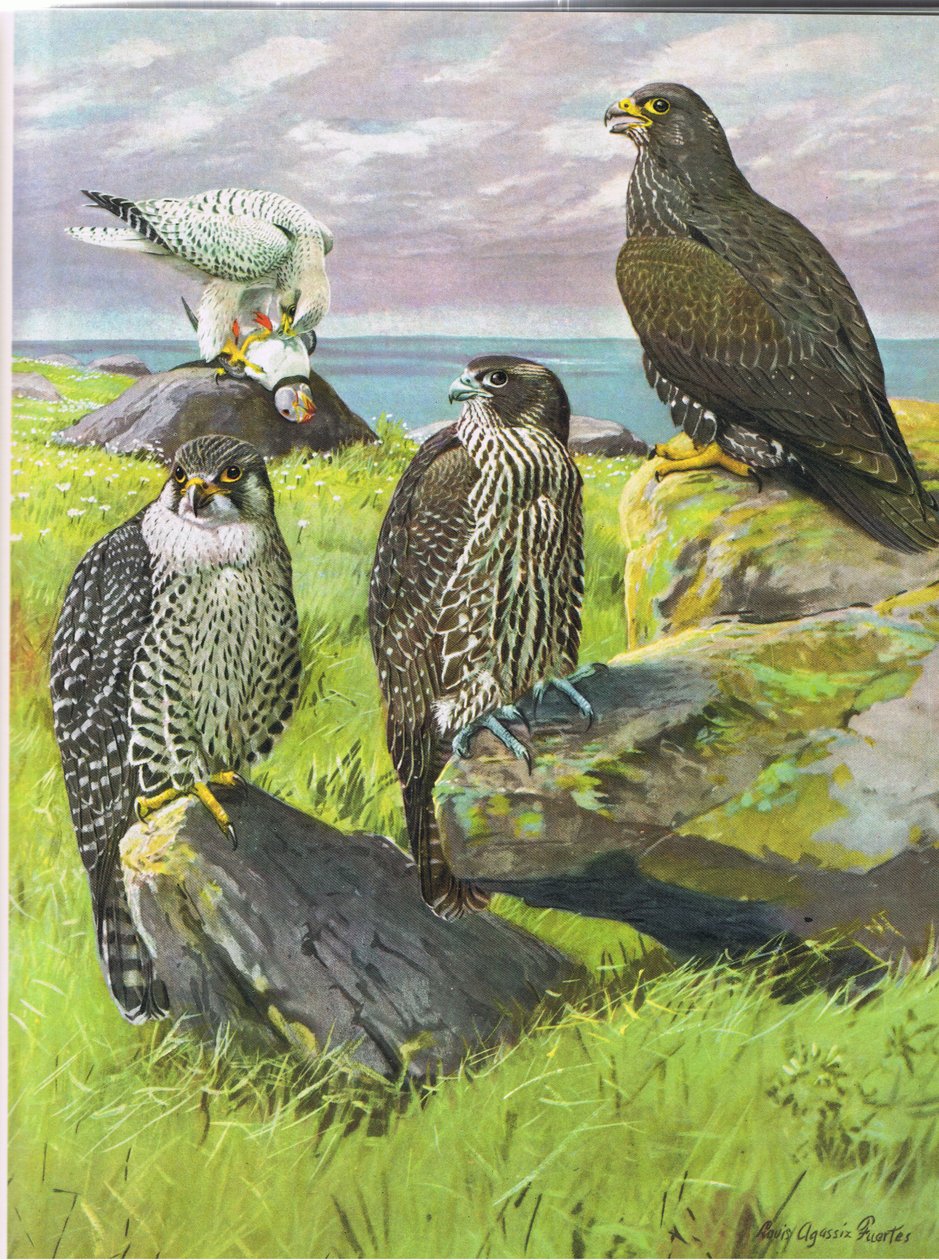 Hvit Gyrfalcon, Black Gyrfalcon av Louis Agassiz Fuertes