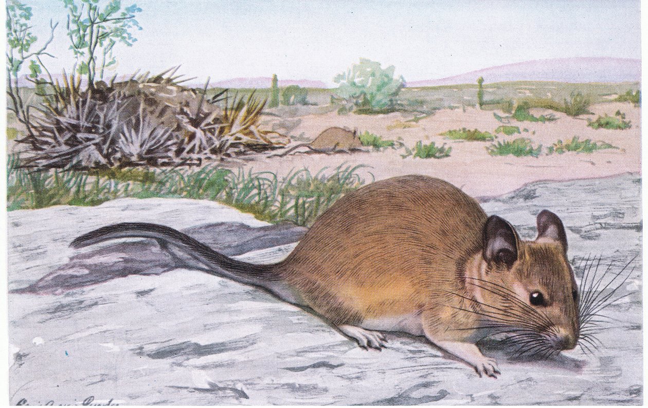 White Throated Wood Rat vibrerer halen når den blir skremt av Louis Agassiz Fuertes