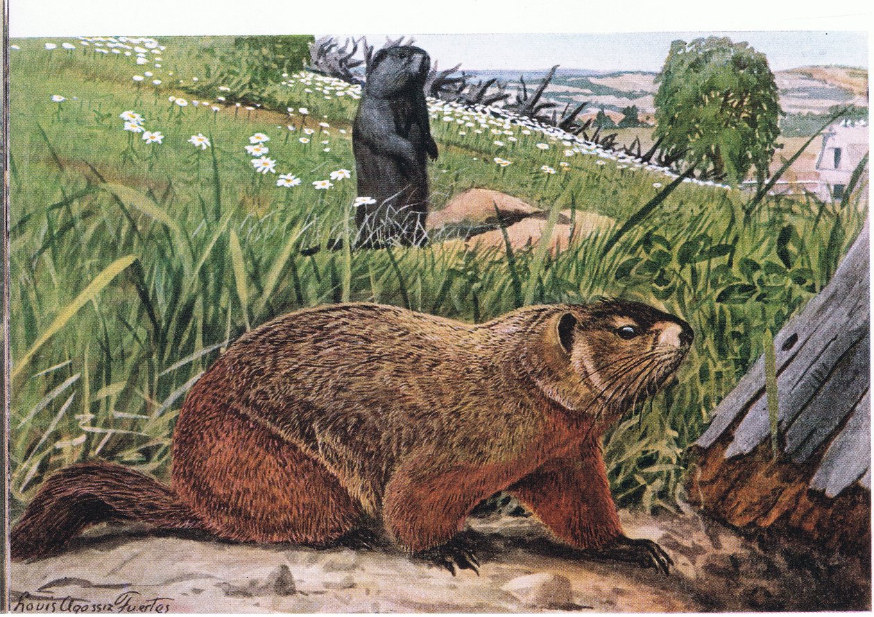 Woodchuck mest kjent av alle murmeldyrene, lever av beite av Louis Agassiz Fuertes