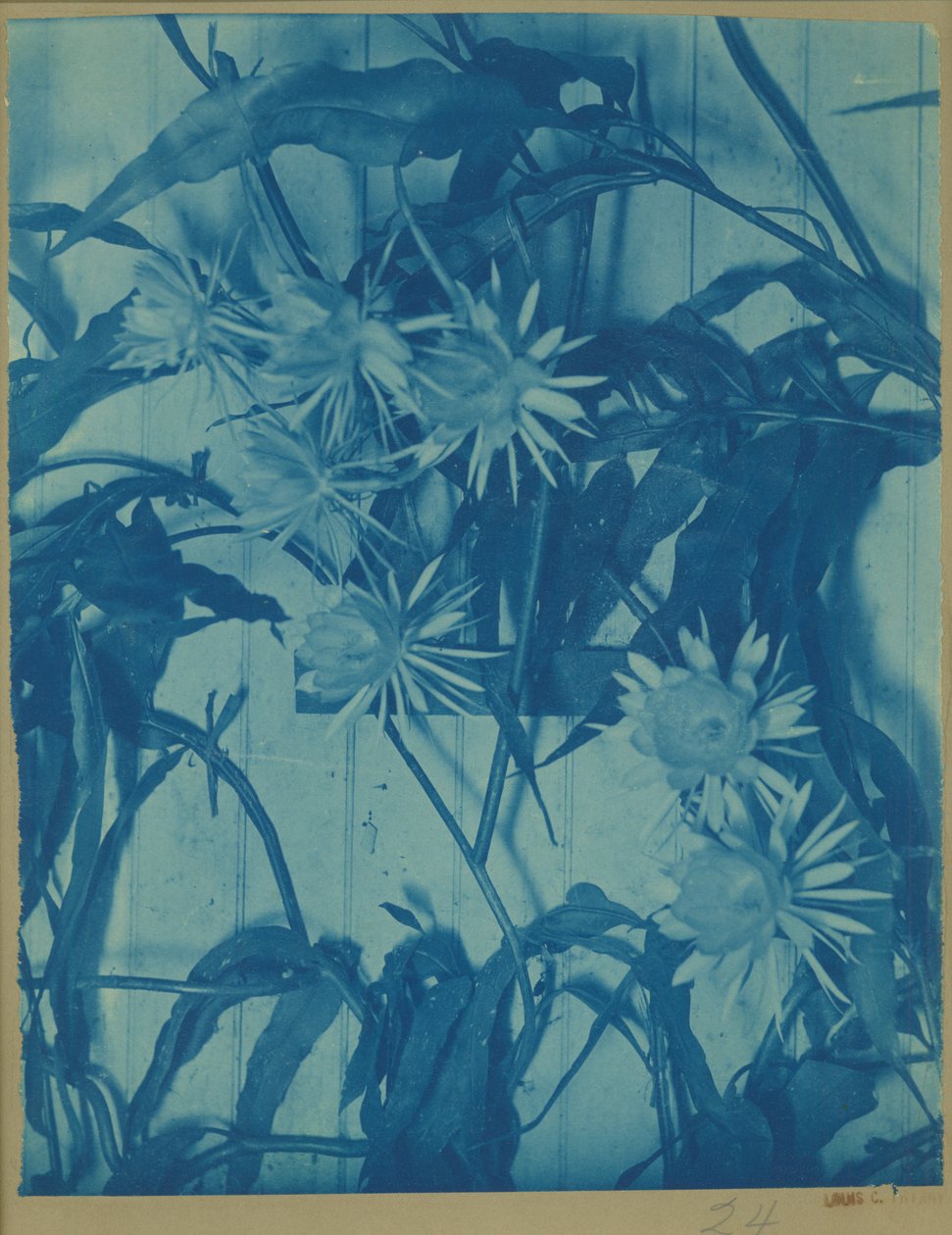 Floral Study, ca. 1900 (cyanotype på original feste) av Louis Comfort Tiffany