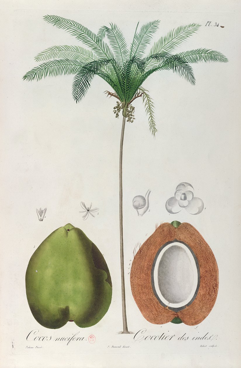 Kokosnøtter og kokosnøtttre (palmetre), fra 