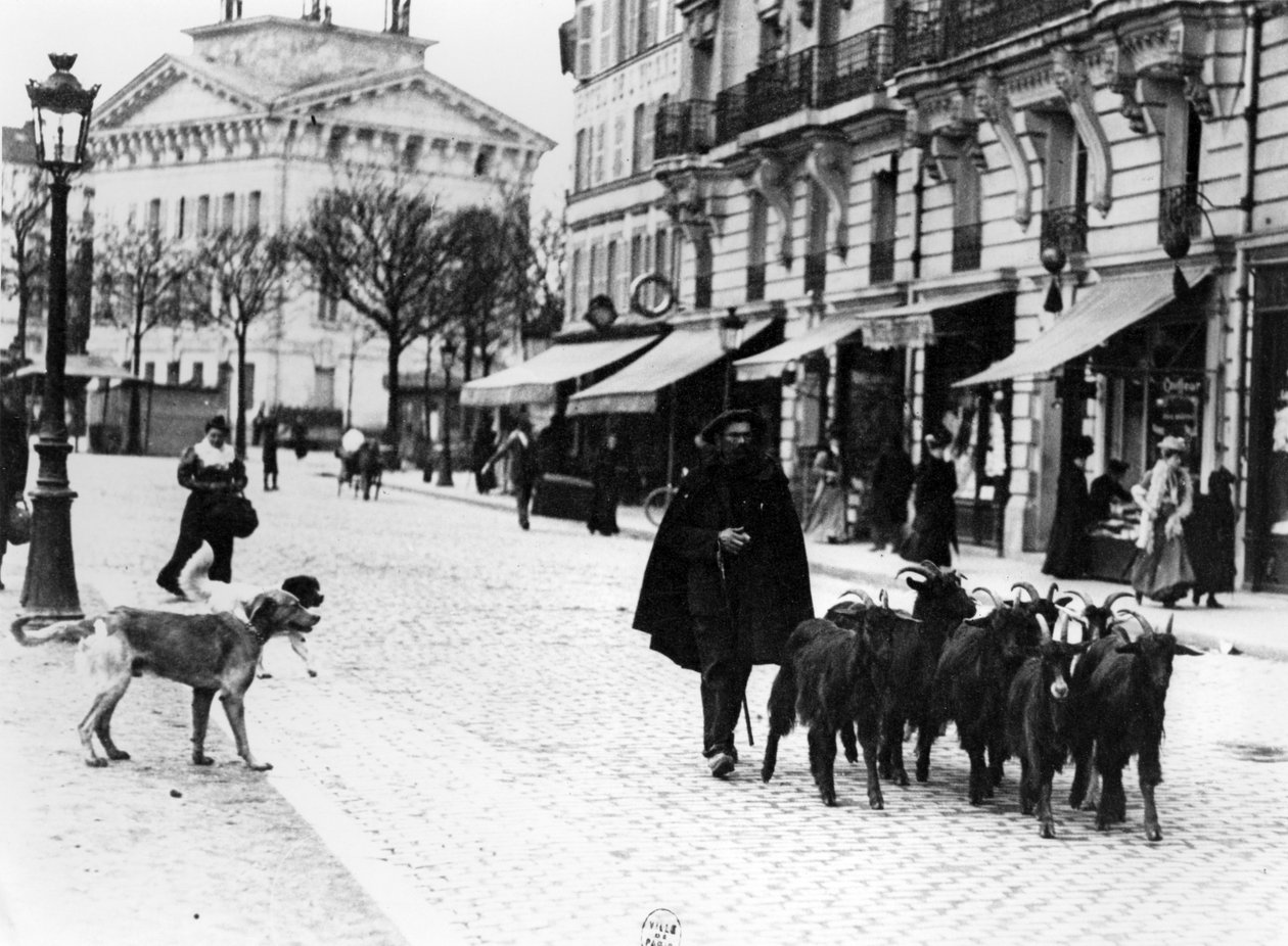 Geitegjeter kjører geiteflokken sin i Cours de Vincennes, Paris, ca. 1900 (bw-bilde) av Louis Vert