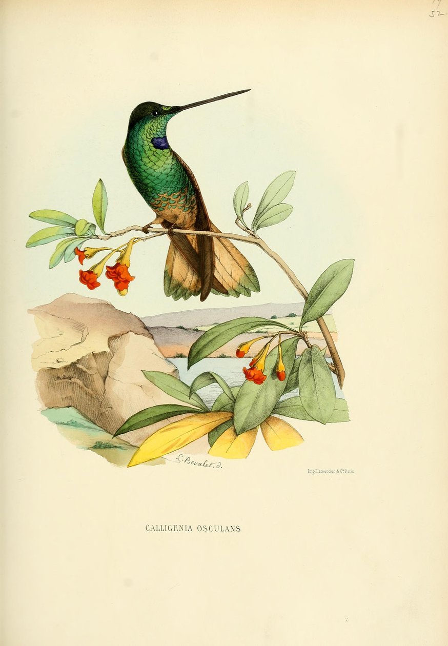 Calligenia kissing = Coeligena kissing av Louis Victor Bevalet