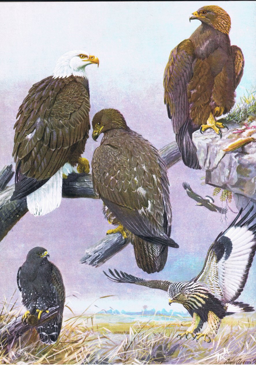 Bald Eagle, American Golden Eagle, American Rough Legged Hawk av Louis Agassiz Fuertes