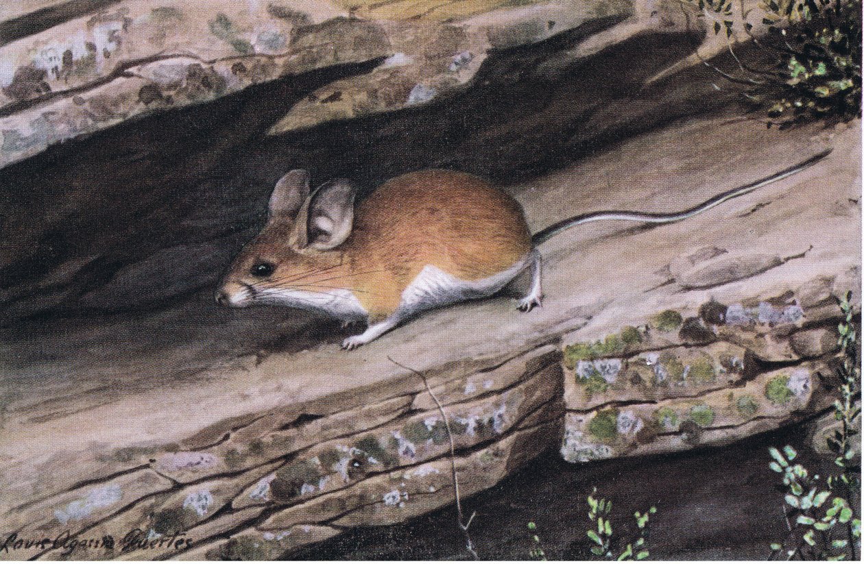 Big Eared Pinion Mouse representerer den hvitfotede klanen i de robuste kløftene i sørvest av Louis Agassiz Fuertes