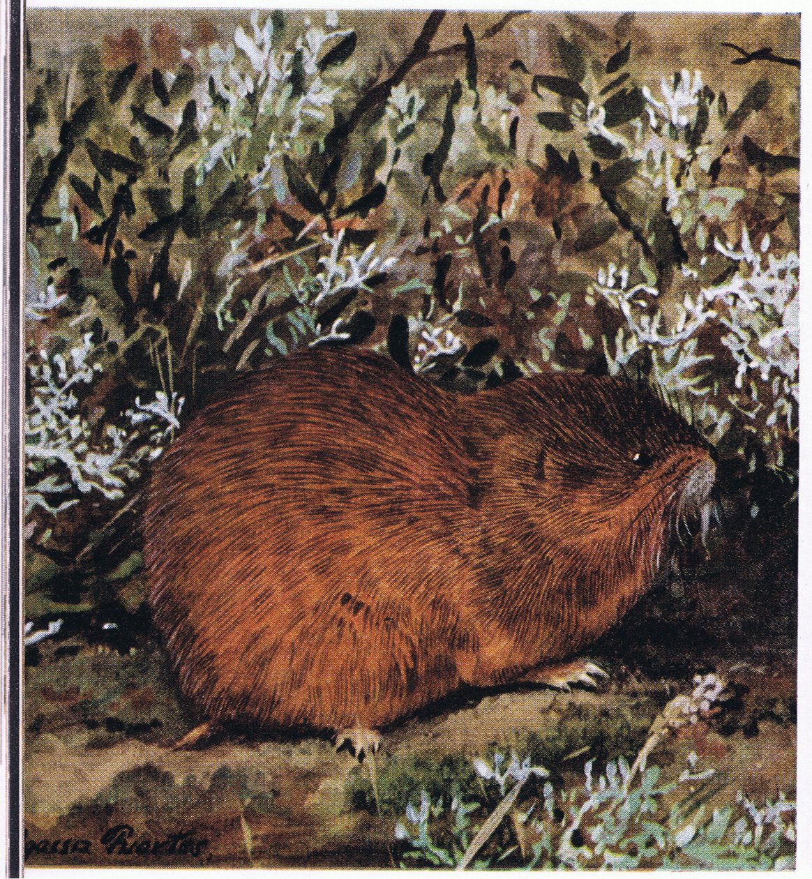 Brown Lemming, en tettsittende gnager som lever i en honningkake av tunneler av Louis Agassiz Fuertes