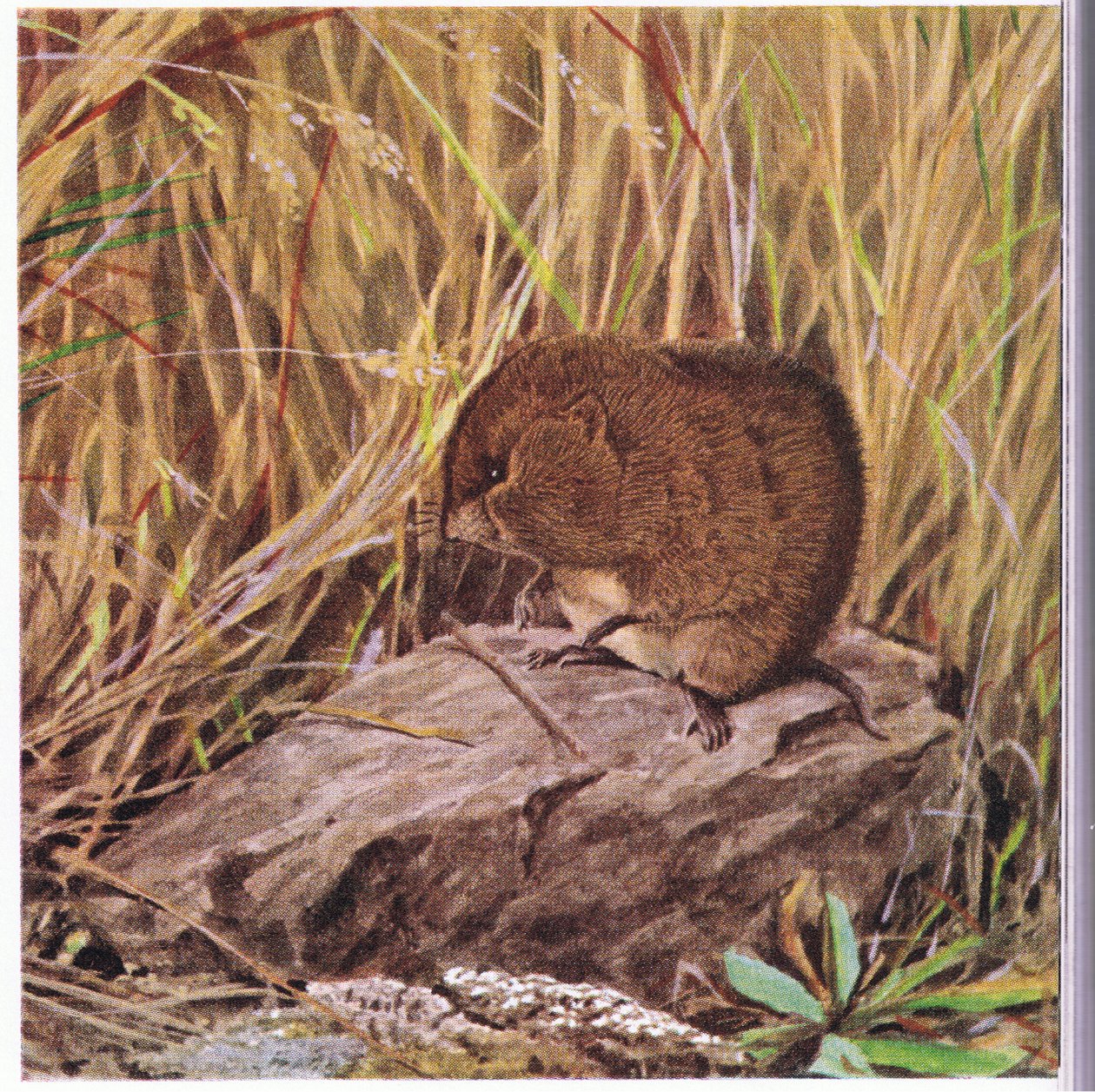 Field Mouse eller Vole, alltid årvåkne, undersøker motorveien hans gjennom en sammenfiltret gressskog av Louis Agassiz Fuertes