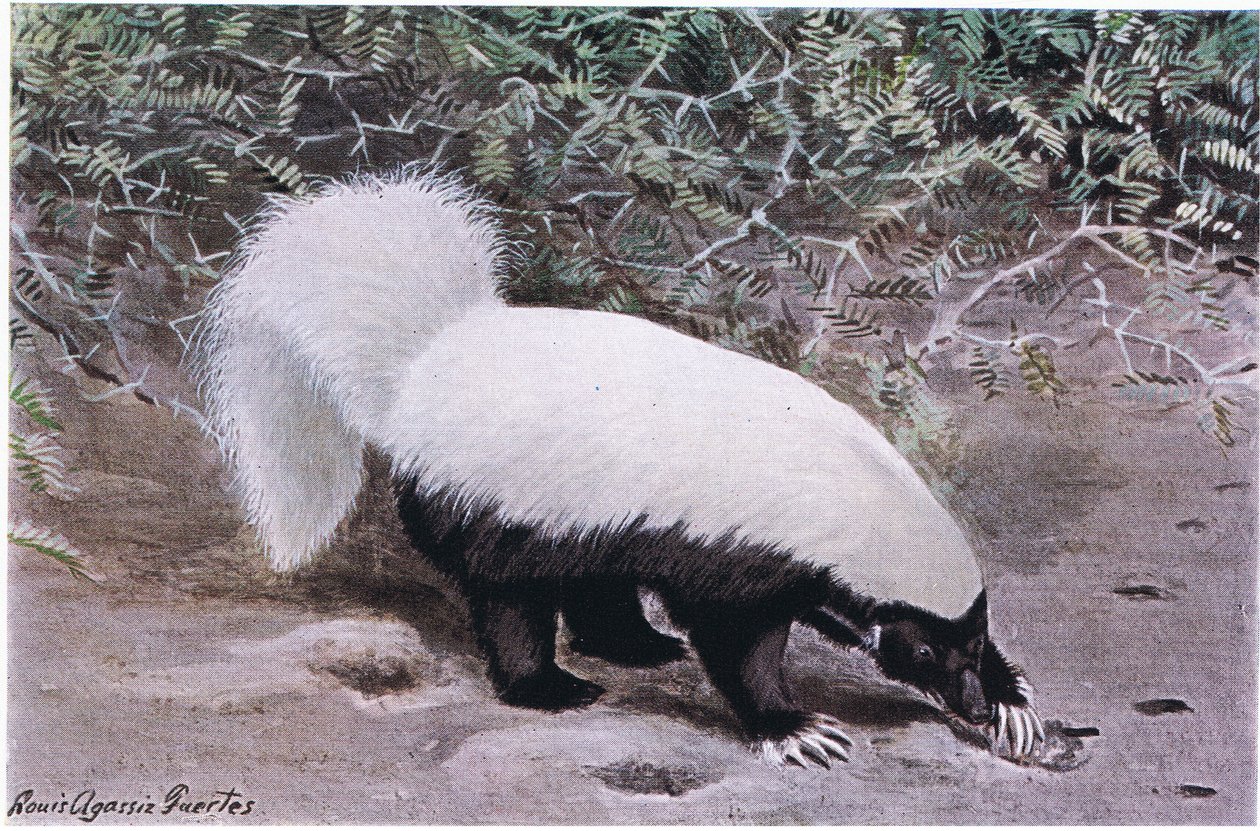 Hog Nosed Skunk, hvit topp, svart bunn, graver etter mat med treff lange klør av Louis Agassiz Fuertes