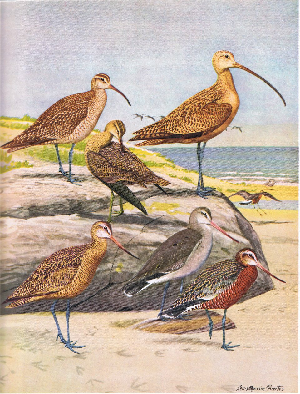 Hudsonsk kurle, Eskimo Curlew, Long Billed Curlew, Marmorert spove, Hudsonsk spove av Louis Agassiz Fuertes