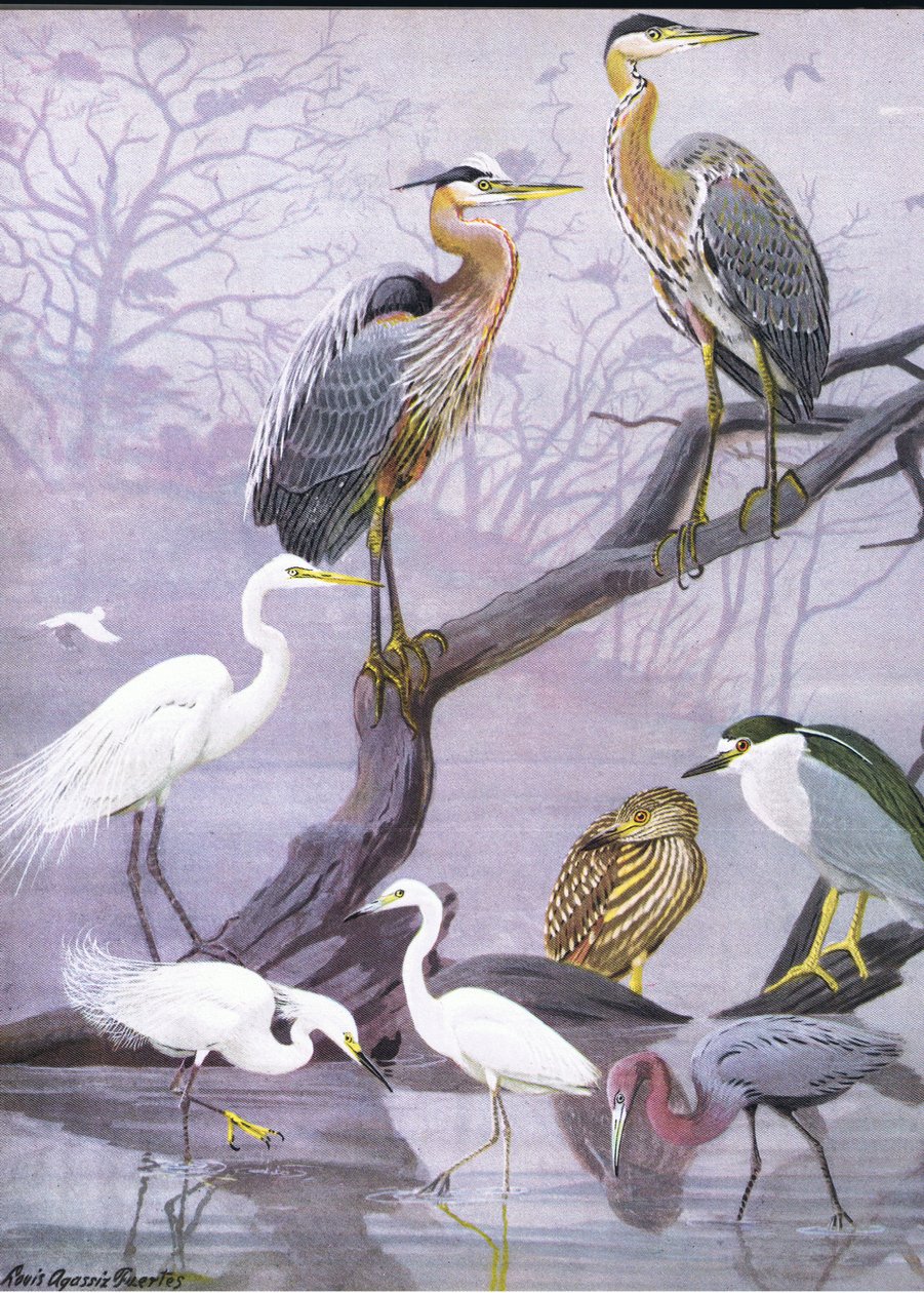 Illustrasjon fra puben The Natural History of American Birds of Eastern and Central North America. av Bramhall House ca. 1970 av Louis Agassiz Fuertes