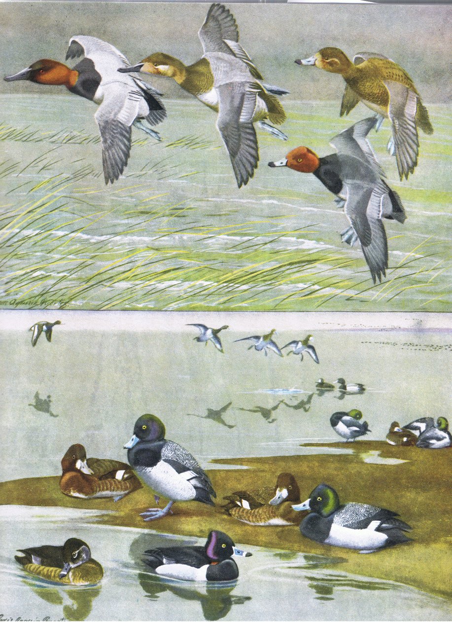 Illustrasjon fra puben The Natural History of American Birds of Eastern and Central North America. av Bramhall House ca. 1970 av Louis Agassiz Fuertes