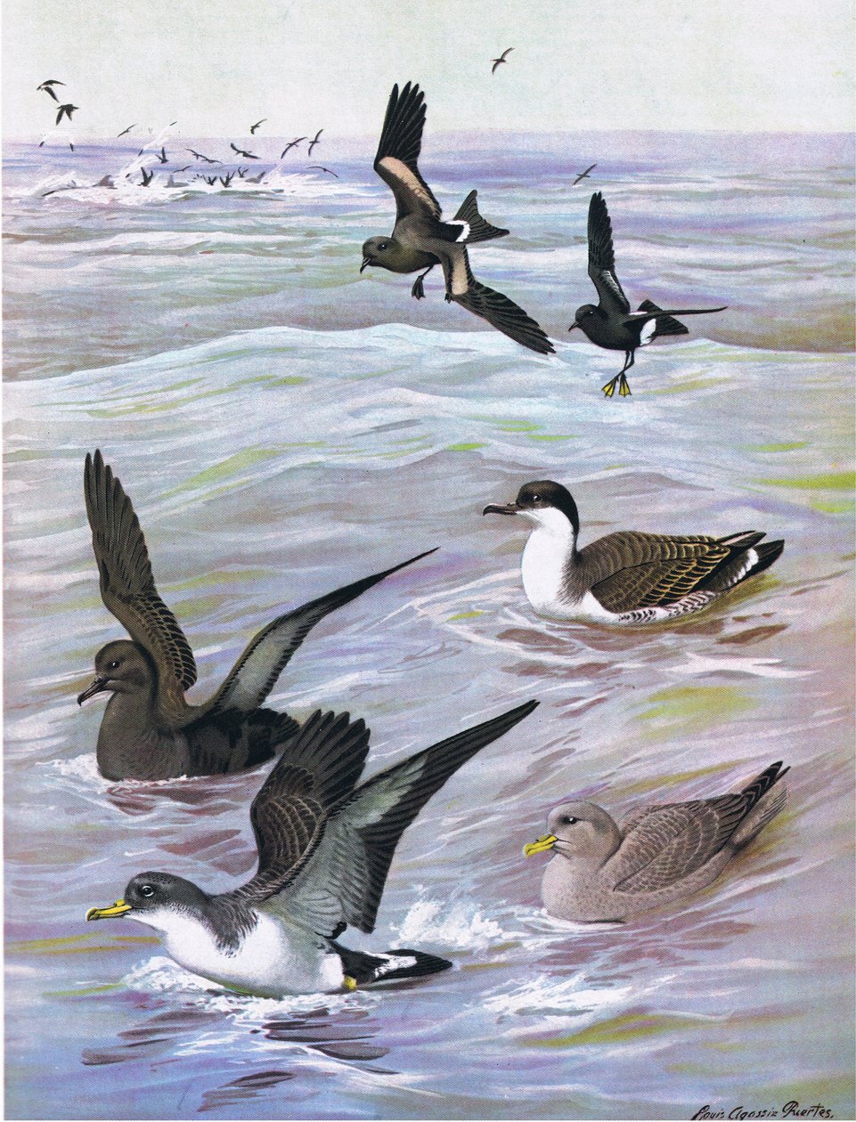 Illustrasjon fra puben The Natural History of American Birds of Eastern and Central North America. av Bramhall House ca. 1970 av Louis Agassiz Fuertes