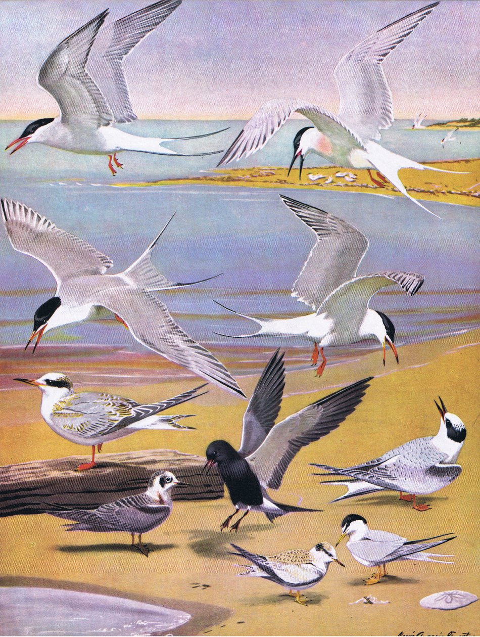 Illustrasjon fra puben The Natural History of American Birds of Eastern and Central North America. av Bramhall House ca. 1970 av Louis Agassiz Fuertes