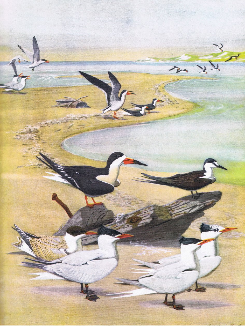 Illustrasjon fra puben The Natural History of American Birds of Eastern and Central North America. av Bramhall House ca. 1970 av Louis Agassiz Fuertes