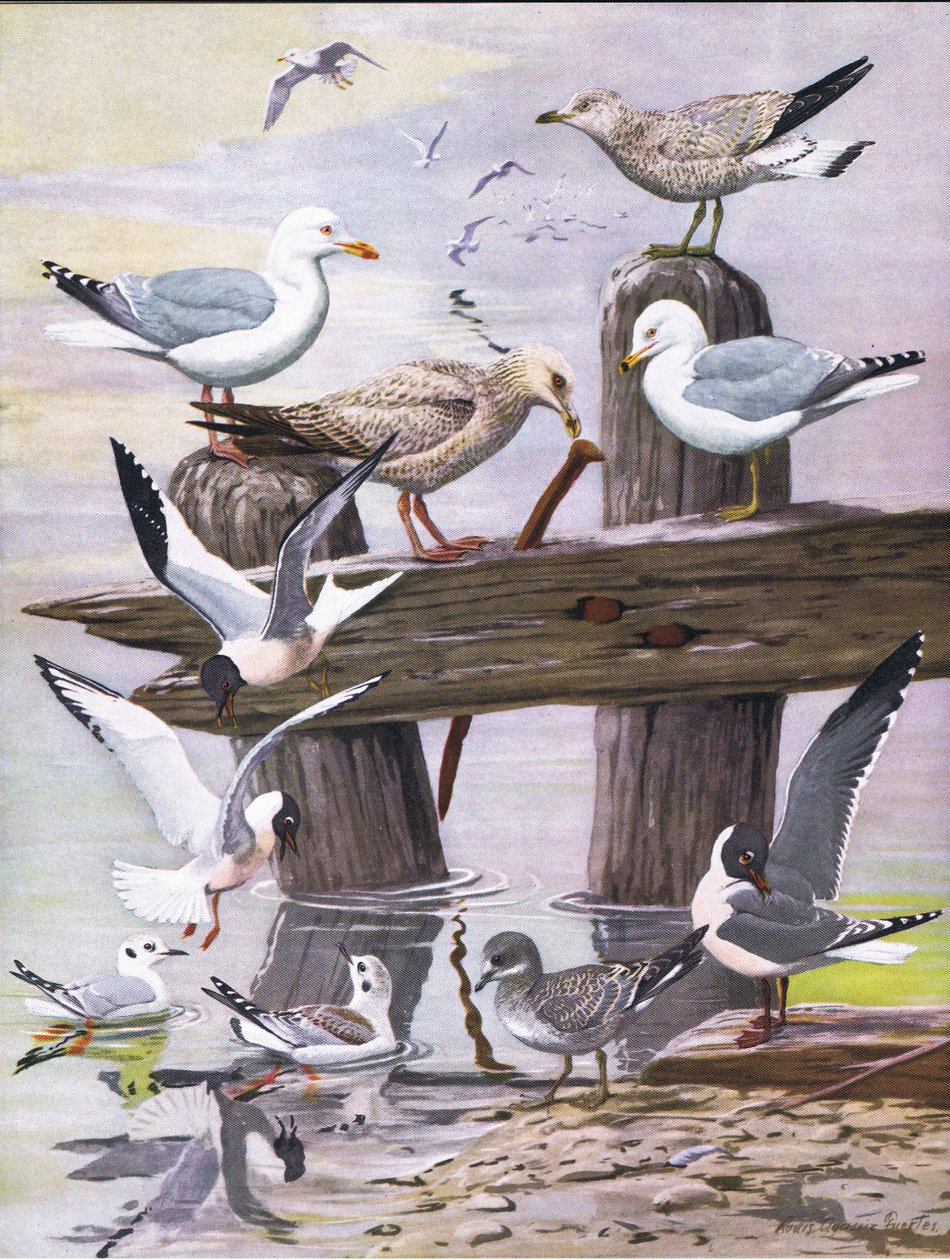Illustrasjon fra puben The Natural History of American Birds of Eastern and Central North America. av Bramhall House ca. 1970 av Louis Agassiz Fuertes