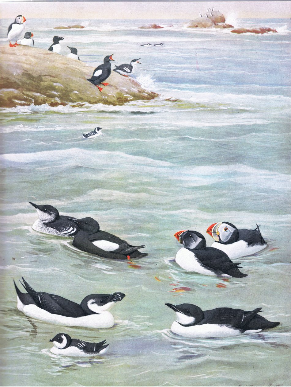 Illustrasjon fra puben The Natural History of American Birds of Eastern and Central North America. av Bramhall House ca. 1970 av Louis Agassiz Fuertes