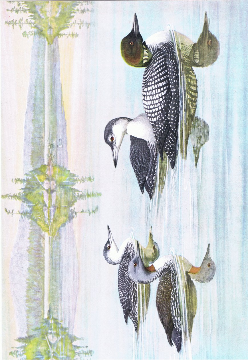 Illustrasjon fra puben The Natural History of American Birds of Eastern and Central North America. av Bramhall House ca. 1970 av Louis Agassiz Fuertes