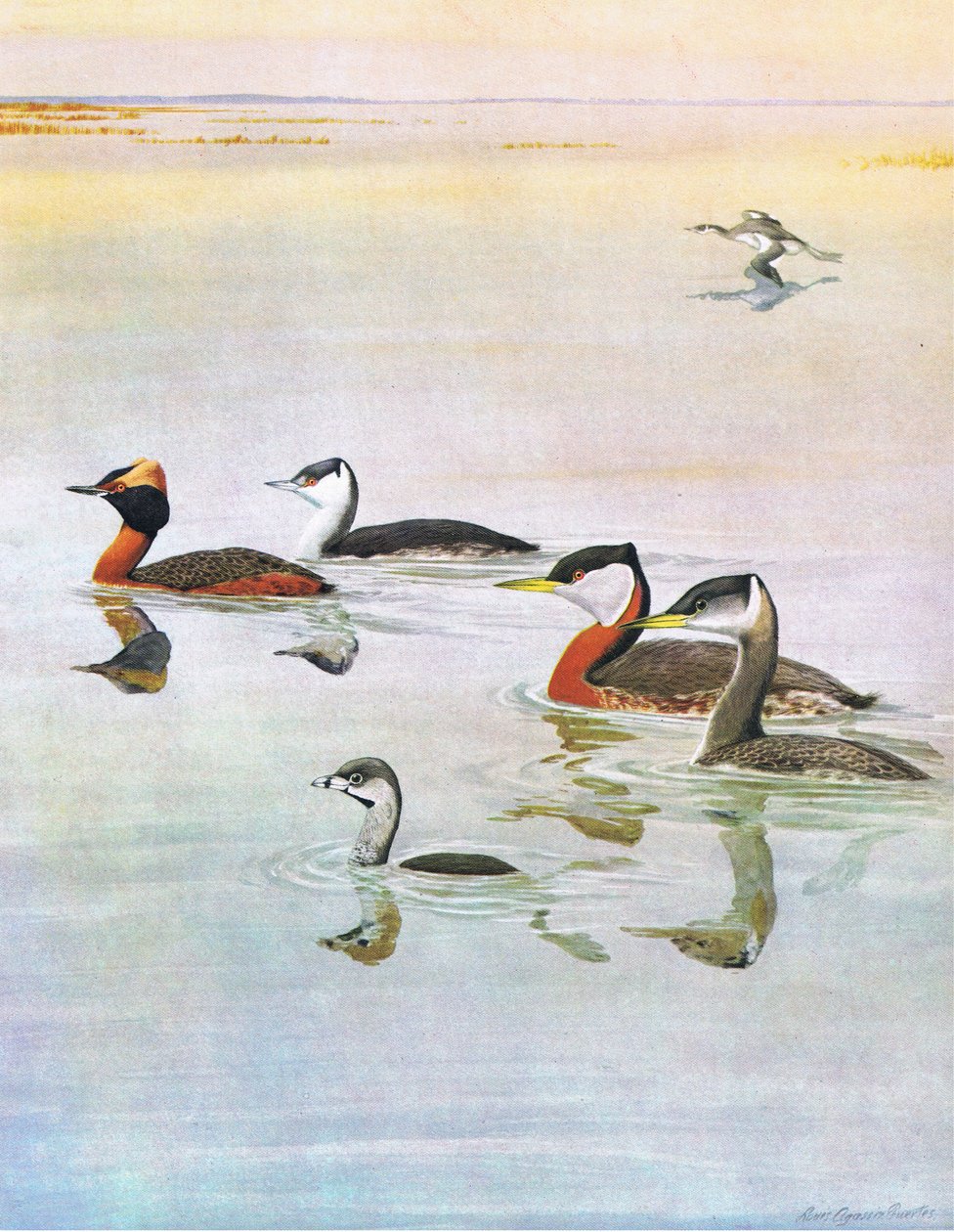 Illustrasjon fra puben The Natural History of American Birds of Eastern and Central North America. av Bramhall House ca. 1970 av Louis Agassiz Fuertes