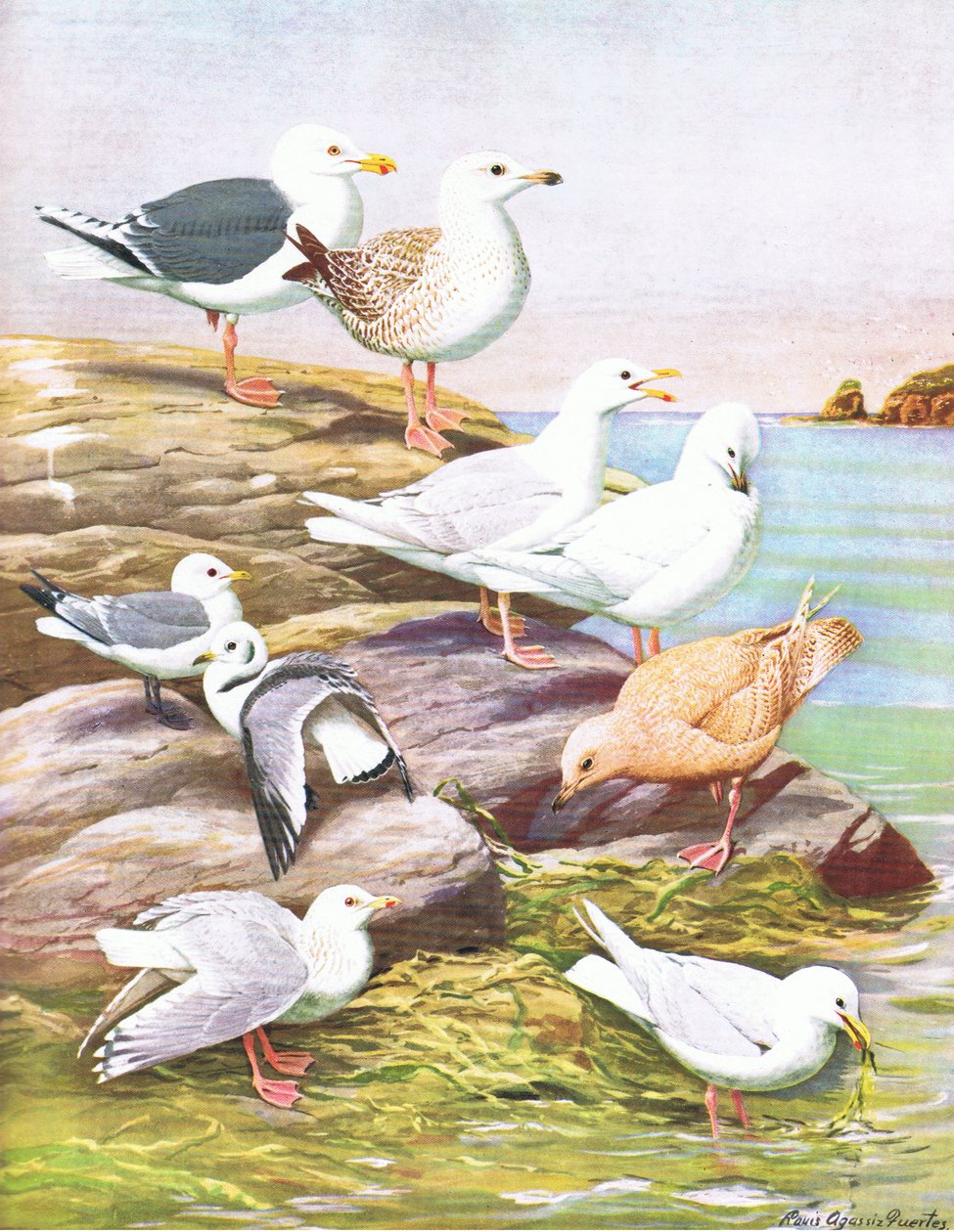 Illustrasjon fra puben The Natural History of American Birds of Eastern and Central North America. av Bramhall House ca. 1970 av Louis Agassiz Fuertes
