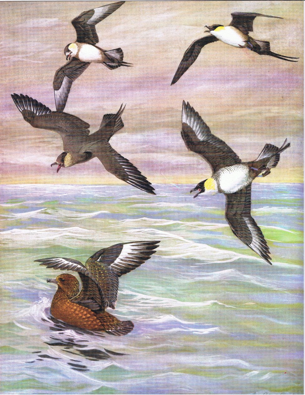 Illustrasjon fra puben The Natural History of American Birds of Eastern and Central North America. av Bramhall House ca. 1970 av Louis Agassiz Fuertes