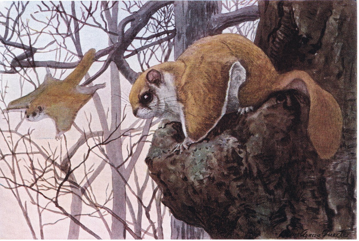 Southern Flying Squirrel har glidende membraner av Louis Agassiz Fuertes