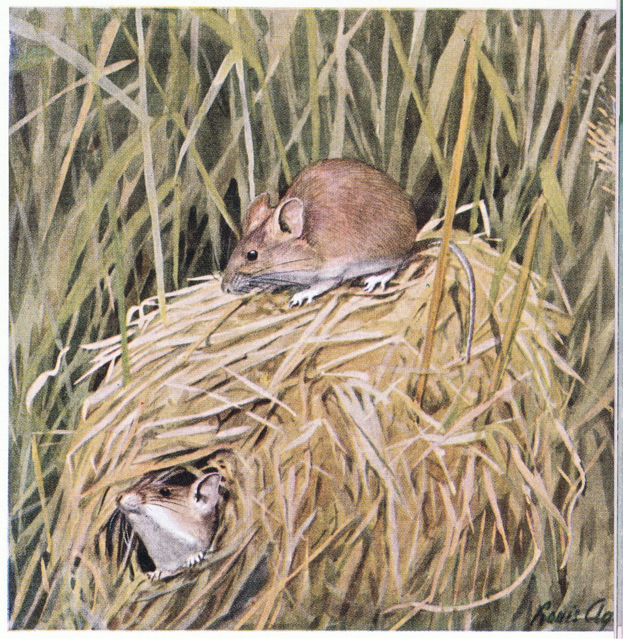Western Harvest Mouse lever og hekker i et gresskledd reir av Louis Agassiz Fuertes