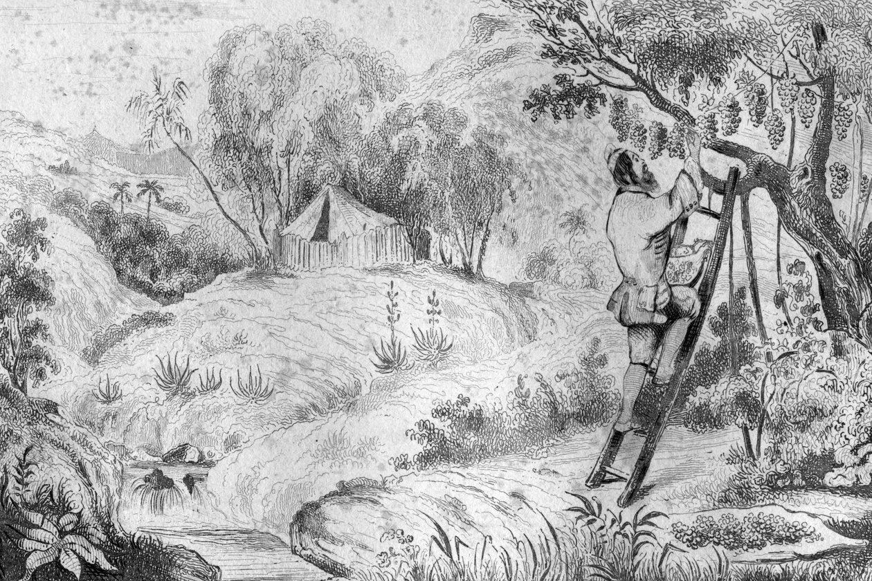 Jeg hadde mer enn to hundre klynger... gravering etter M. de Sainsons tegning til boken til Daniel Defoe (De foe) "Robinson Crusoe"" fransk utgave av 1837. av Louis Auguste de Sainson