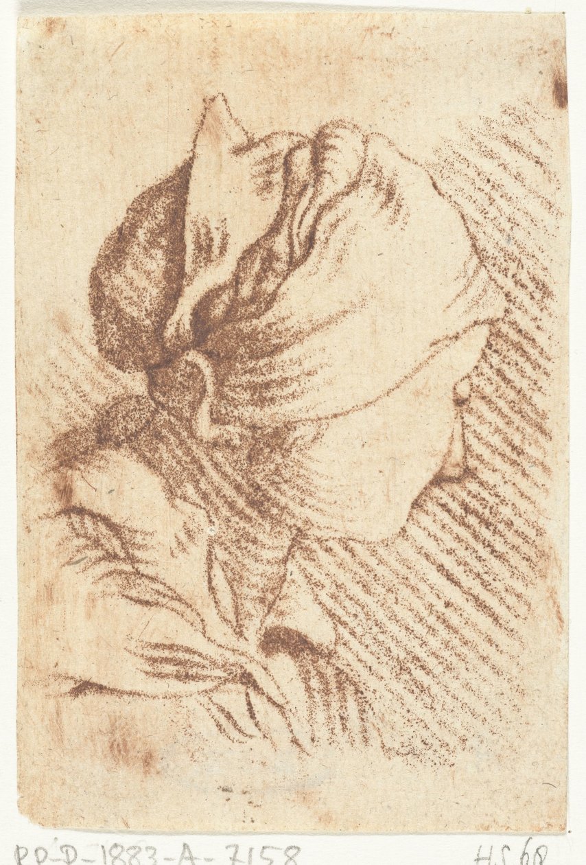 Studieark med et kvinnehode med et skjerf av Louis Bernard Coclers