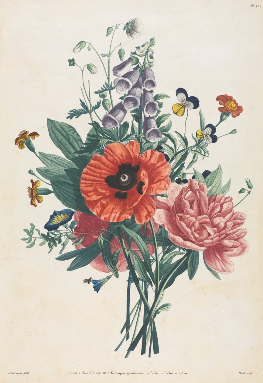 Samling av blomster og frukt malt etter naturen: Bukett av revebjelle, Clematis..., 1805. av Louis Charles Ruotte