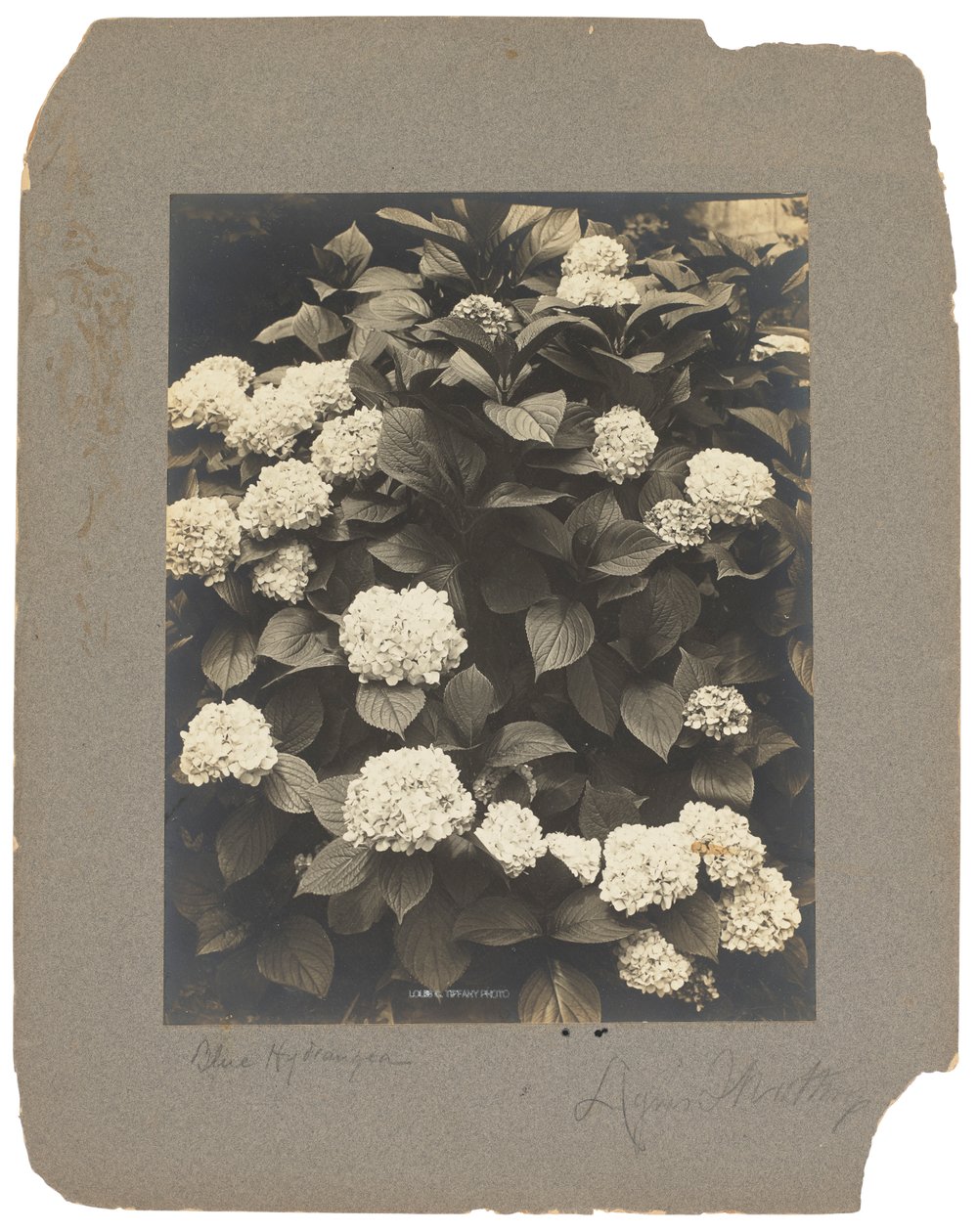 Tiffany Studios, ca. 1898-1920 (fotografi s/h) av Louis Comfort Tiffany