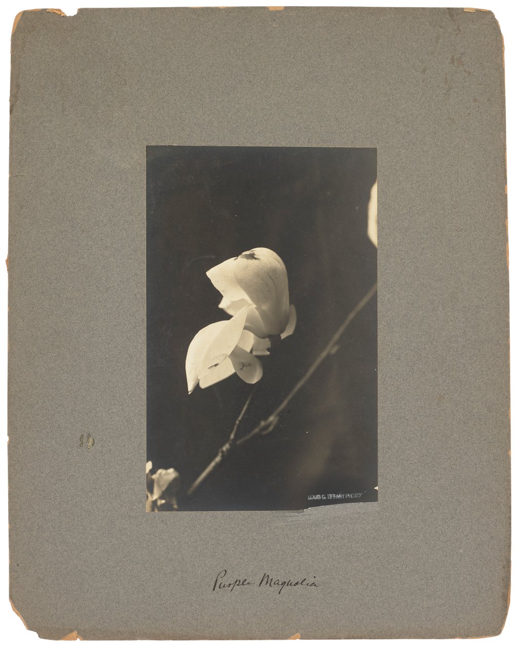 Tiffany Studios, ca. 1898-1920 (fotografi s/h) av Louis Comfort Tiffany
