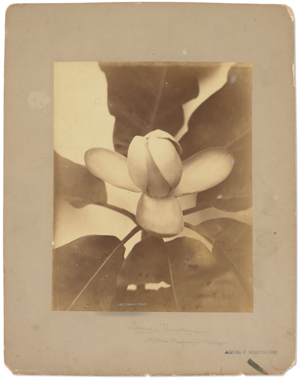 Tiffany Studios, ca. 1898-1920 (fotografi s/h) av Louis Comfort Tiffany