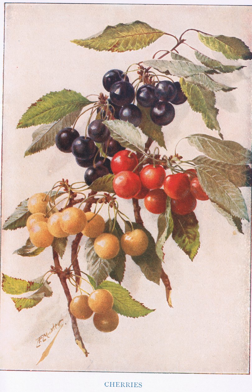 Kirsebær, illustrasjon fra 'Country Days and Country Ways' (farge litho) av Louis Fairfax Muckley