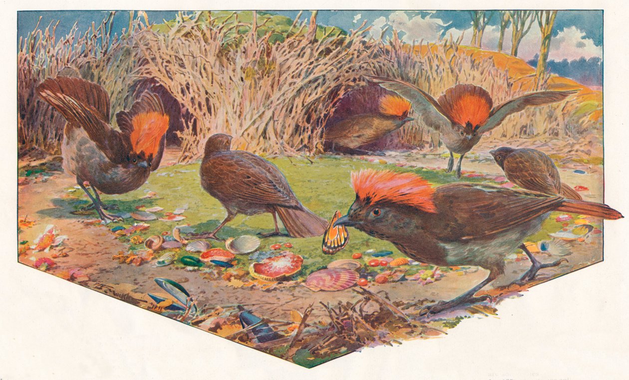Gartner Bower Birds, 1911, 1911 av Louis Fairfax Muckley