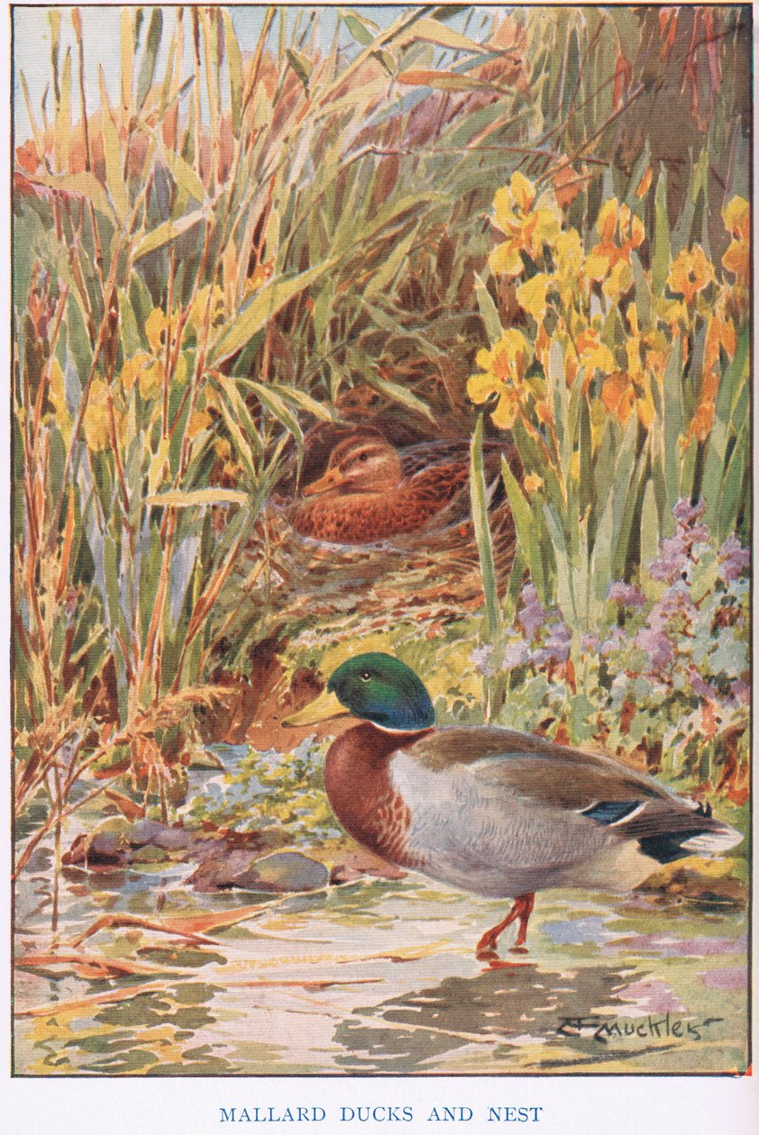 Mallard Ducks and Nest, illustrasjon fra 