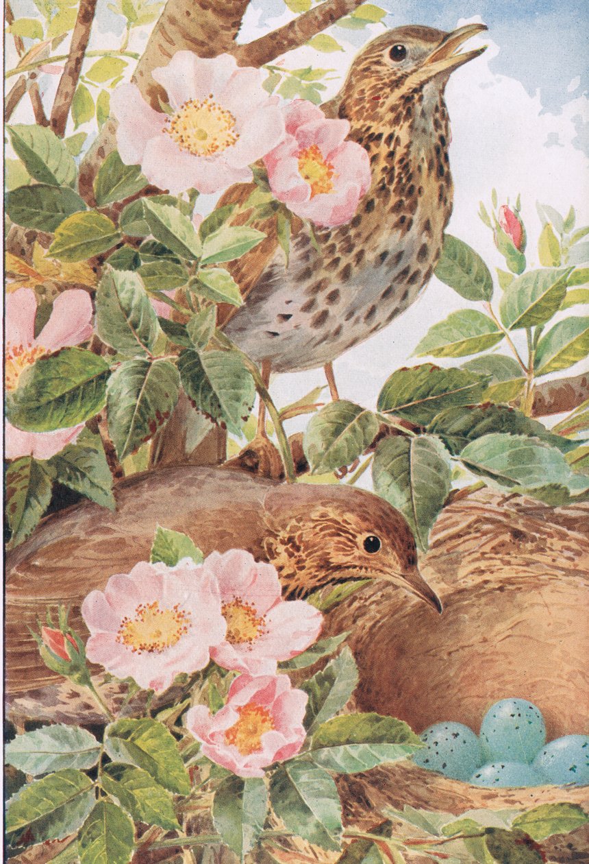 Song Thrushes with Nest, illustrasjon fra 