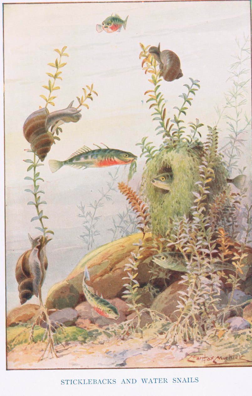 Sticklebacks og vannsnegler, illustrasjon fra 