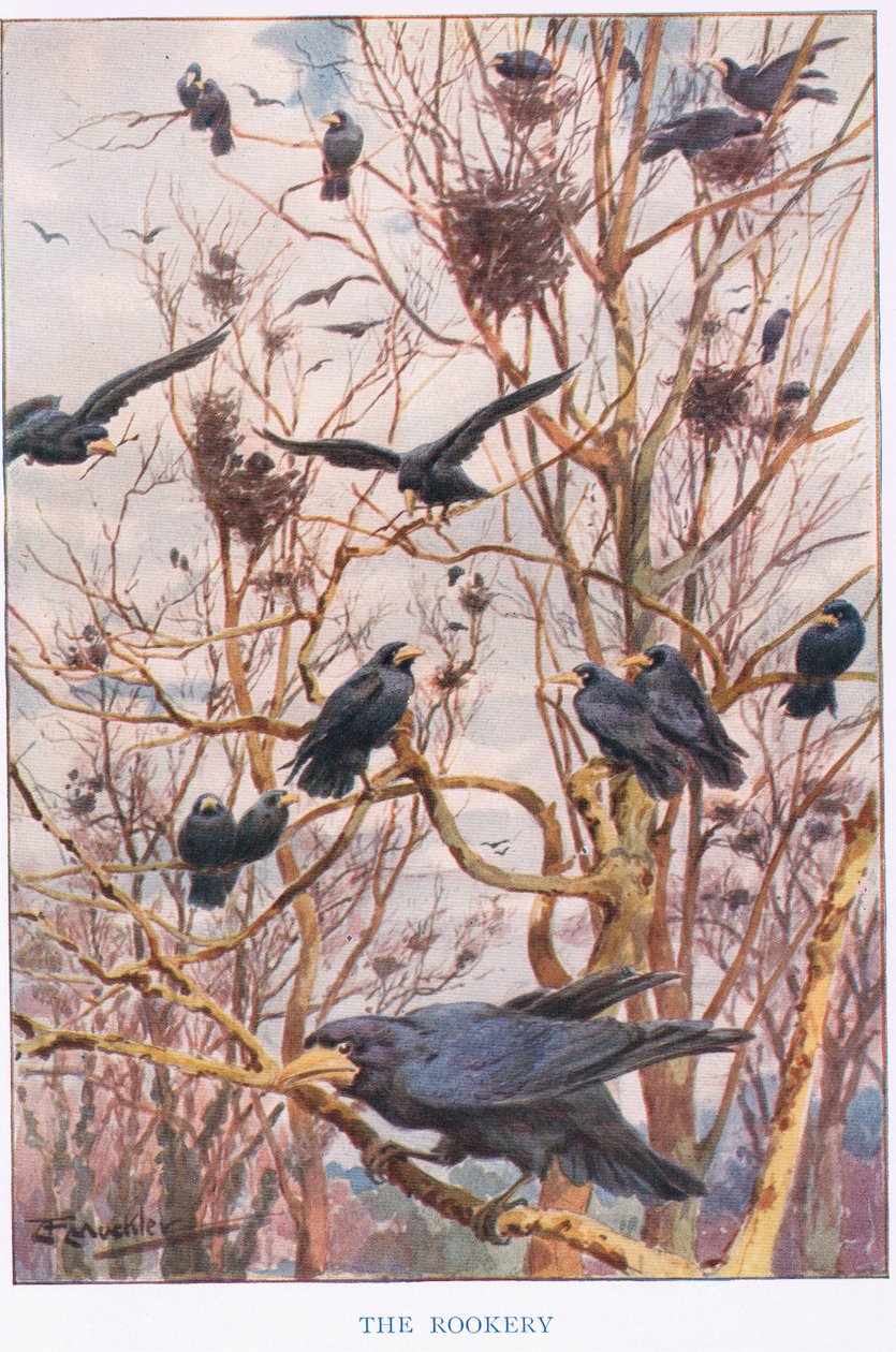 The Rookery, illustrasjon fra 