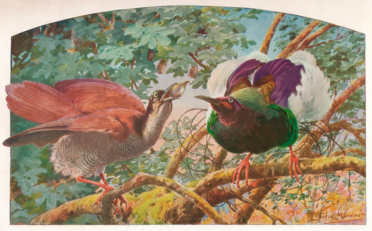 Tolvtrådede Birds of Paradise, c1910, 1911 av Louis Fairfax Muckley